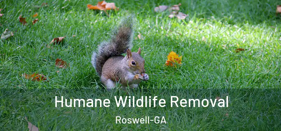 Humane Wildlife Removal Roswell-GA