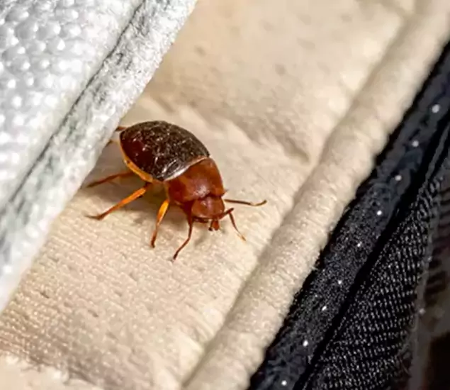 Trusted Bed Bug Prevention Specialists in Roswell, GA
