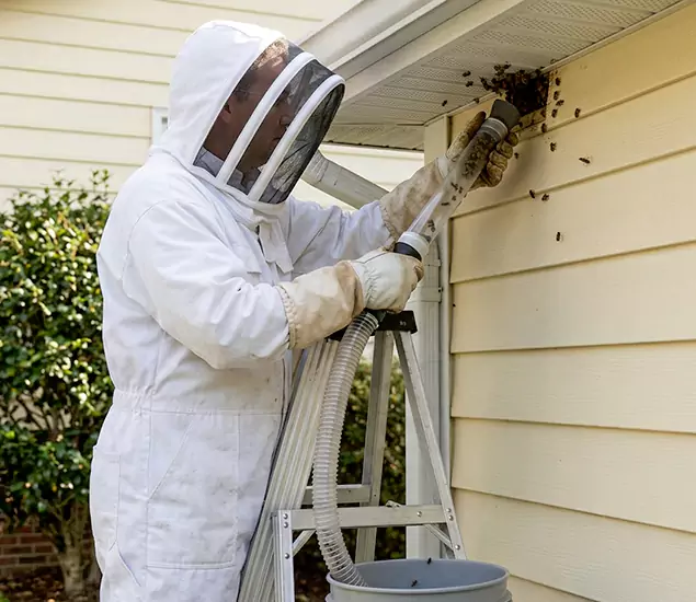 Your Affordable Bee Removal Company in Roswell, GA