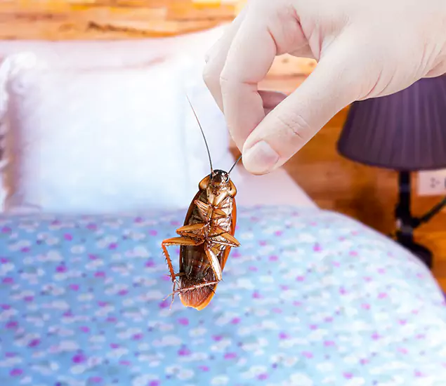 Expert Roach Control Services: Your Cockroach Pest Control in Roswell, GA