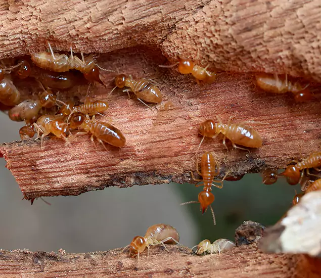 About Our Drywood Termite Treatment Experts in Roswell, GA