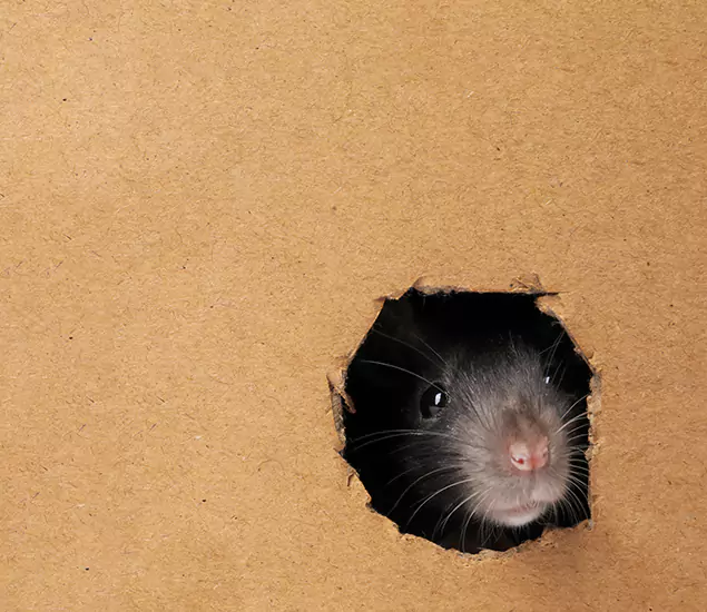 Rats in Attic Removal Experts in Roswell, GA