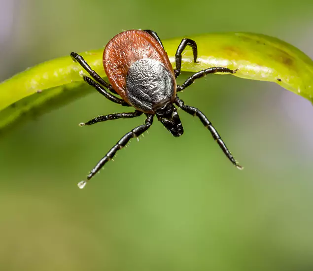 Your Trusted Tick Pest Control in Roswell, GA