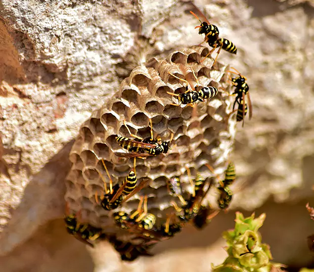Your Best Wasp Removal Company in Roswell, GA