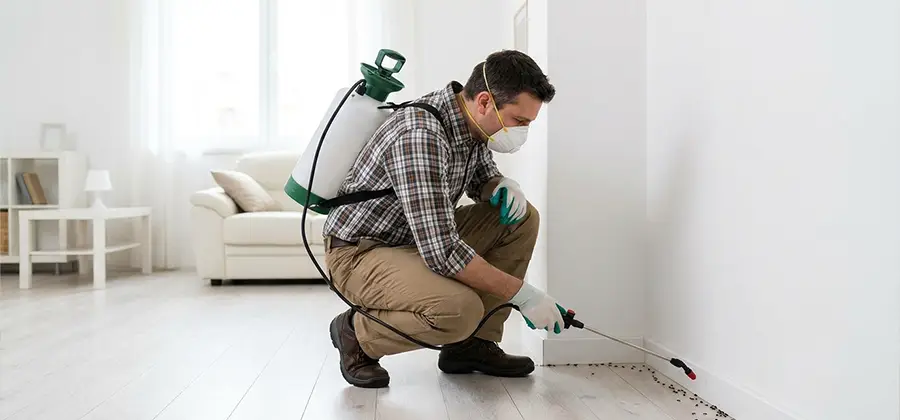 Seasonal Ant Infestation Control in Roswell