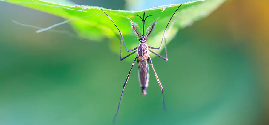 Natural Mosquito Spray for Yard in Roswell
