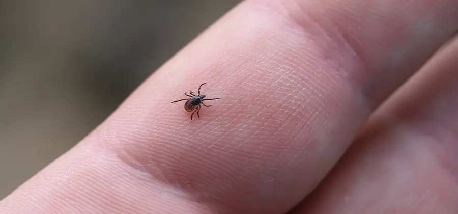 Infection Prevention for Bed Bug Bites in Roswell