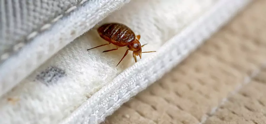 Tenting Bed Bug Fumigation in Roswell