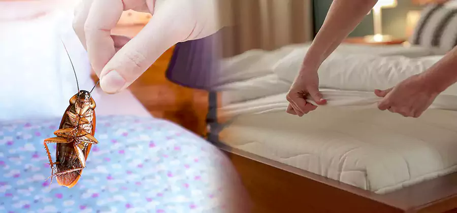 Bed Bug Home Extermination Service in Roswell