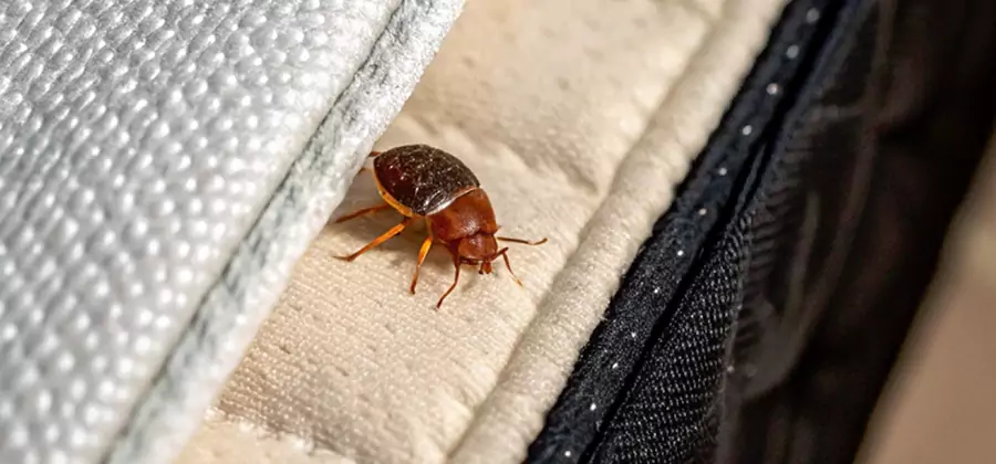 Commercial Bed Bug Control in Roswell