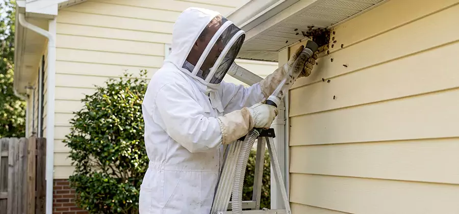 Ground Bee Removal in Roswell