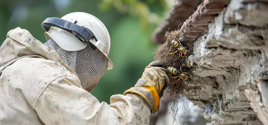 Bee and Wasp Hornet Removal in Roswell