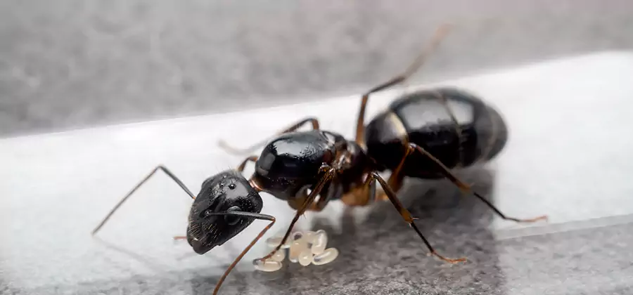 Black Ants in Kitchen Elimination in Roswell
