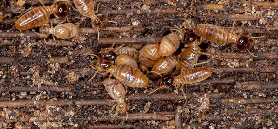 Bora Care Residential Termite Control in Roswell