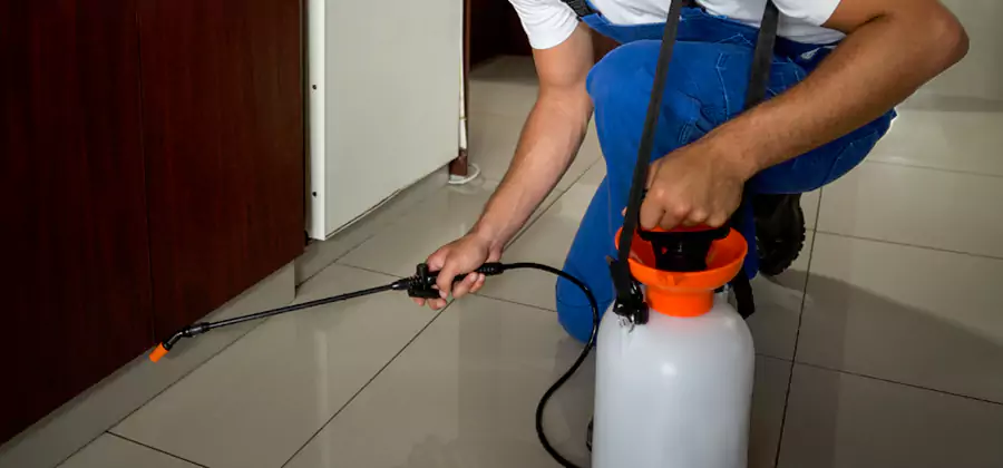 Palmetto Bug Exterminator in Roswell