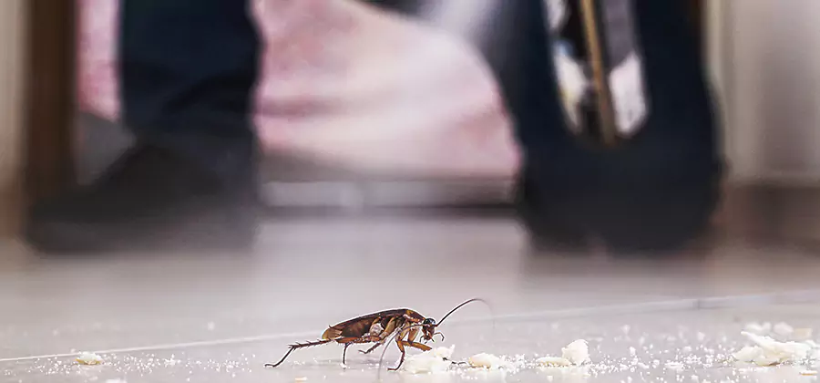 Roach House Treatment Roswell