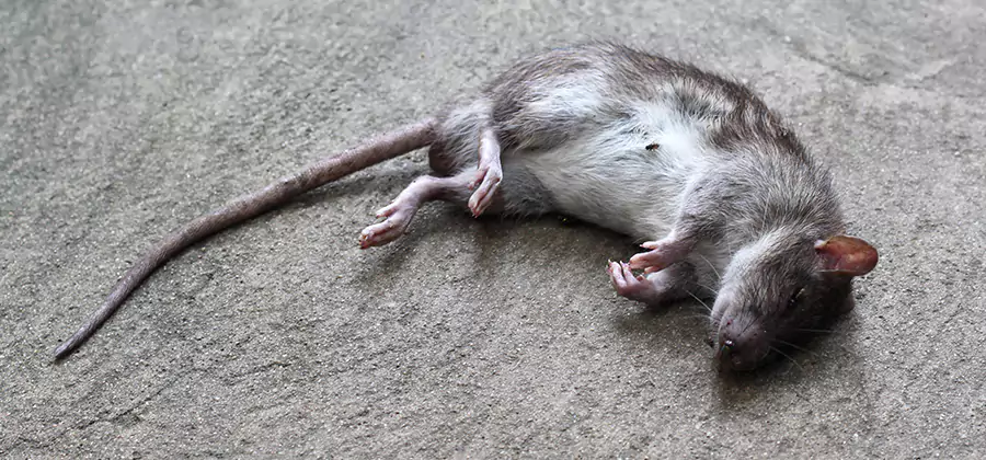 Dead Rat Disposal in Roswell