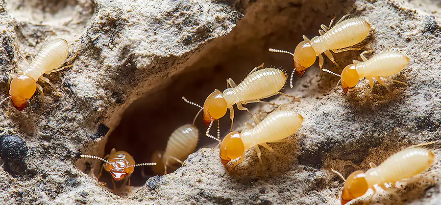 Termite Exterminator Services in Roswell