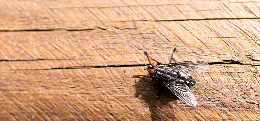 Flying Ant Barrier Treatment in Roswell