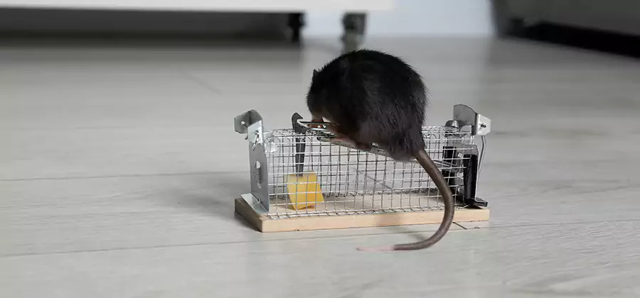 Mice in Attic Removal Roswell
