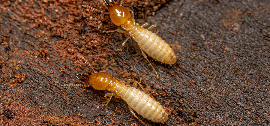 Structural Heat Termite Treatment in Roswell