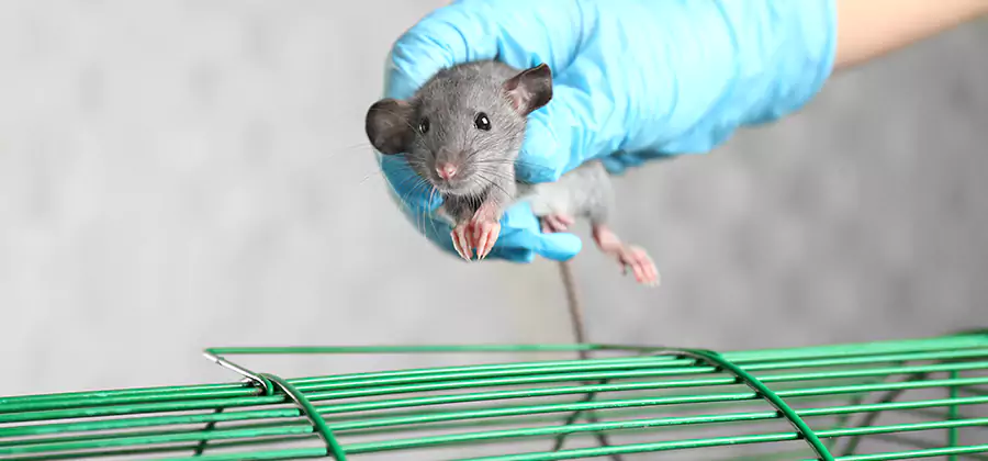 Humane Rat Trapping in Roswell