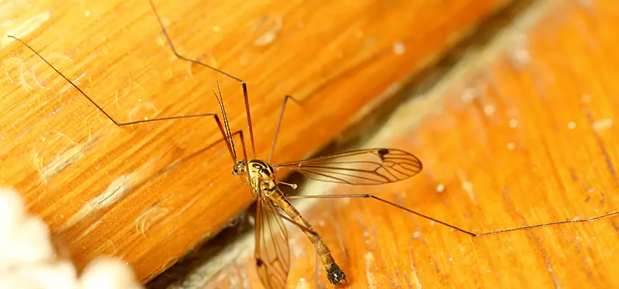 Exterior Mosquito Control in Roswell