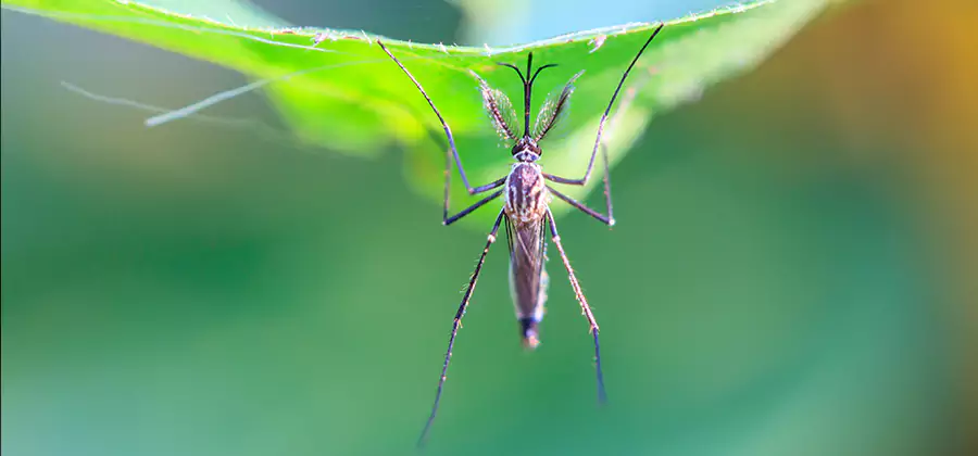 Pest and Mosquito Control for Yard and Patio in Roswell