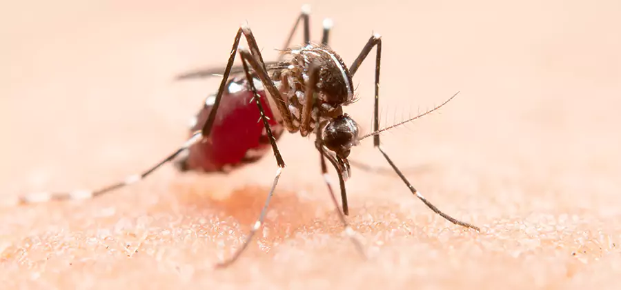 Pond Mosquito Control and Water Treatment in Roswell