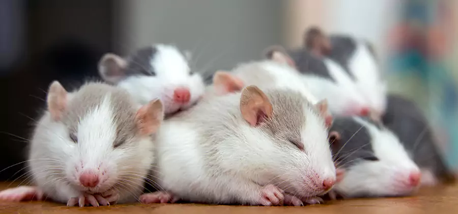 Roswell Pet Safe Mice Control