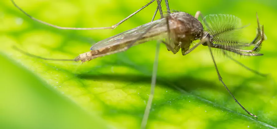 Herbal Mosquito Repellent Treatment in Roswell