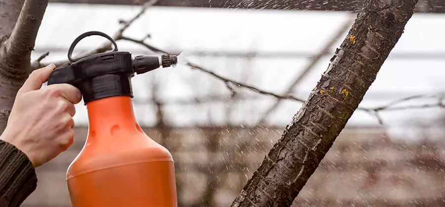 Orange Oil Structural Cavity Treatment in Roswell