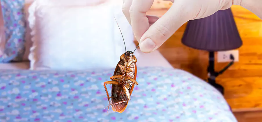 Bed Bug Inspection in Roswell