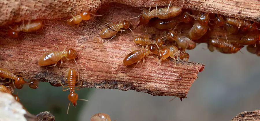 Termite Pest Management in Roswell