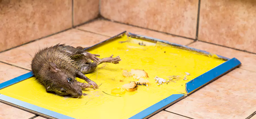 Rat Trapping Service In Roswell
