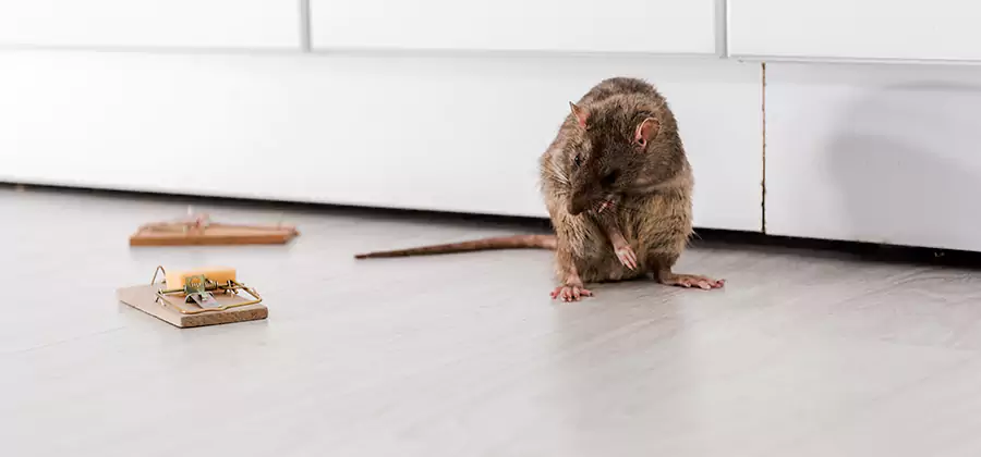 Rat Baiting Removal Service in Roswell