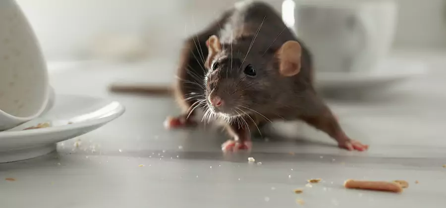 Attic Rat Exclusion Service in Roswell