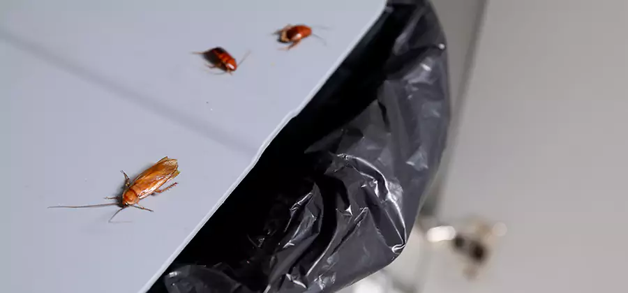 German Roach Pest Control in Roswell