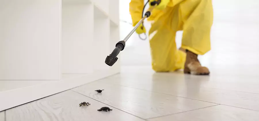 Roach and Bed Bug Exterminator in Roswell