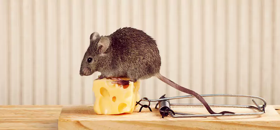 Commercial Rodent Exclusion Services in Roswell