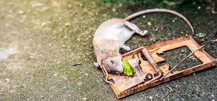Rat Trapping in Roswell