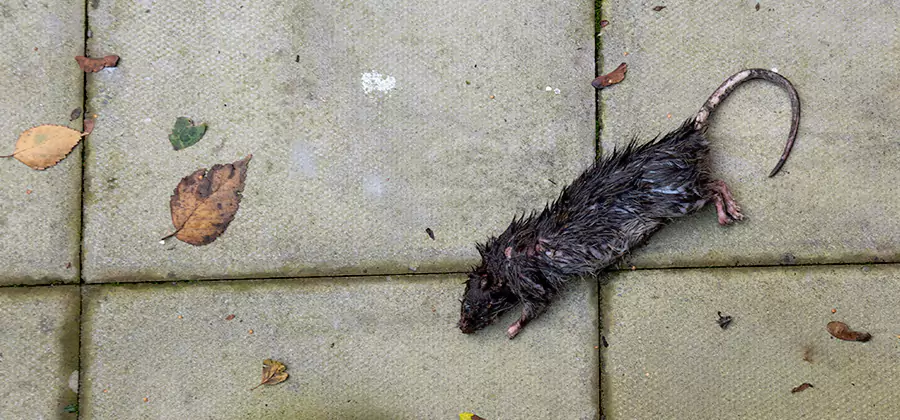 Rodent inspection service in Roswell