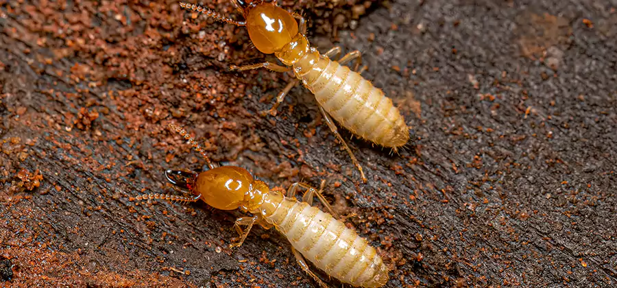 Sentricon Residential Termite Control in Roswell