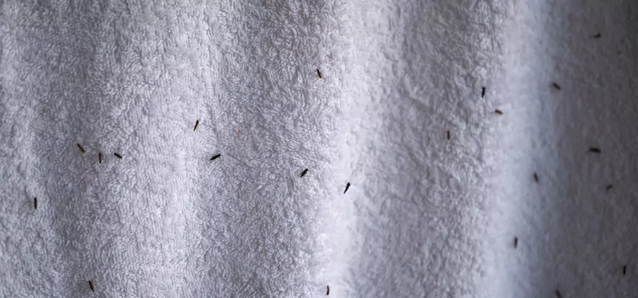Small Black Ants in Bathroom Treatment in Roswell