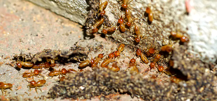 Wood Treatment and Localized Termite Solutions in Roswell