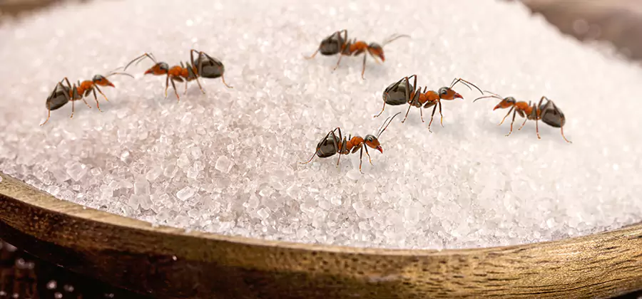 Indoor Sugar Ant Treatment in Roswell