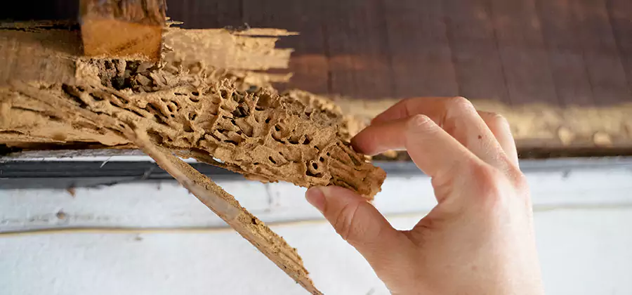 Pre-Purchase Termite Inspection in Roswell