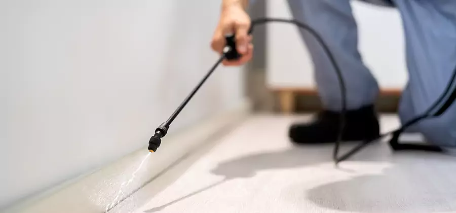 Direct Termite Injection Treatment in Roswell
