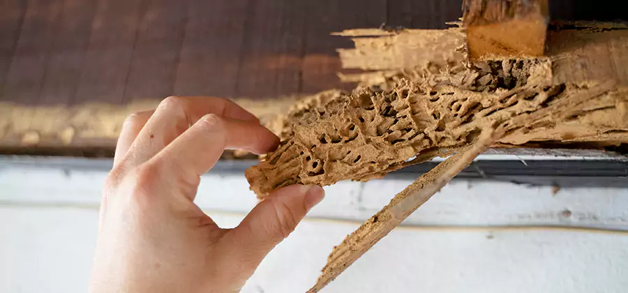 Pre-Construction Termite Treatment in Roswell