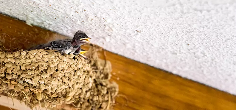 Bird Removal From House in Roswell